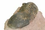 Detailed Paralejurus Trilobite Fossil - Lghaft, Morocco #350434-4
